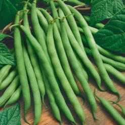 Blue Lake Bush Bean Seeds (Organic) -Garden Supplies Sales Store 1370 bean blue lake bush web