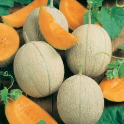 Hearts Of Gold Melon Seeds (Organic) -Garden Supplies Sales Store 150 melon hearts of gold web