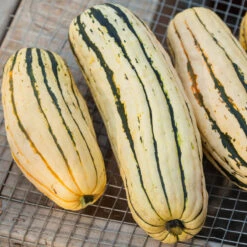 Organic Squash, Winter Delicata (1 Oz) -Garden Supplies Sales Store 20121002 0172 1