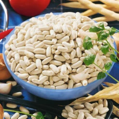 Cannellini Bush Bean Seeds (Organic) -Garden Supplies Sales Store 2093 bean canollini bush 2 web