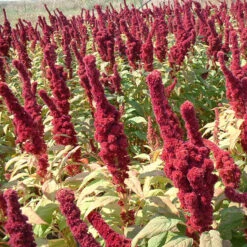 Red Amaranth Greens Seeds (Organic) -Garden Supplies Sales Store 4290221 amaranthus elephant head amaranthus gangeticus