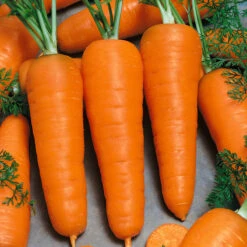 Chantenay Carrot Seeds (Organic) 5 Chantenay Carrot Seeds (Organic) -Garden Supplies Sales Store 544 carrot chantenay web