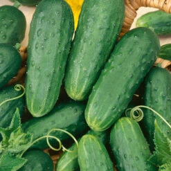Homemade Pickles Cucumber Seeds (Organic) -Garden Supplies Sales Store 58 cucumber homemade pickles web