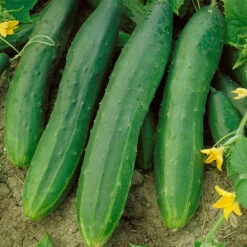 Straight Eight Cucumber Seeds (Organic) -Garden Supplies Sales Store 63 cucumber straight eight web