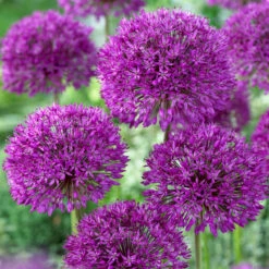 Bee Bulb Collection - Purple (Pack Of 50) -Garden Supplies Sales Store Allium Purple Sensation
