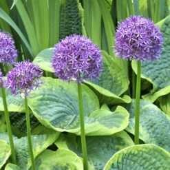 Gazebo Parts Direct Sales Store -Garden Supplies Sales Store Allium aflatunense Purple Sensation withhosta