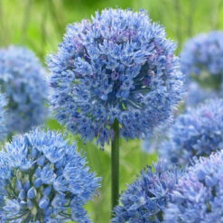 Bee Bulb Collection - Blue (Pack Of 50) -Garden Supplies Sales Store Allium caeruleum