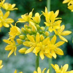 Bee Bulb Collection - Yellow (Pack Of 50) -Garden Supplies Sales Store Allium moly