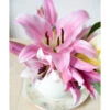 Amaryllis Belladonna (Pack Of 1)