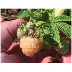 Organic Raspberry - Anne Golden (Ea)