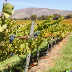 Wine Grape Vine - Cabernet Sauvignon -Garden Supplies Sales Store Cab2