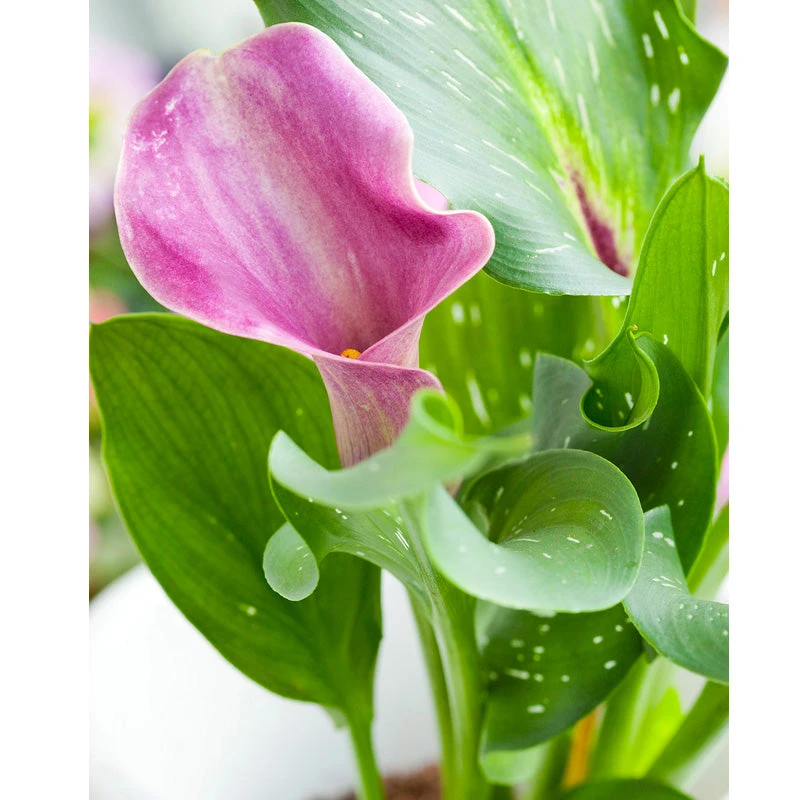 Zantedeschia (Calla Lily) Denver (Pack Of 1) 1 Zantedeschia (Calla Lily) Denver (Pack Of 1)