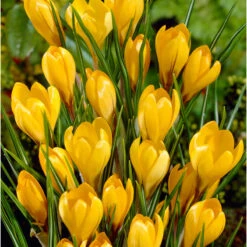Bee Bulb Collection - Yellow (Pack Of 50) -Garden Supplies Sales Store Crocus Golden Yellow