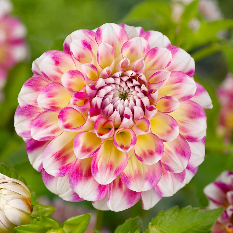 Dahlia Decorative Hawaii (Pack Of 2) 1 Dahlia Decorative Hawaii (Pack Of 2)