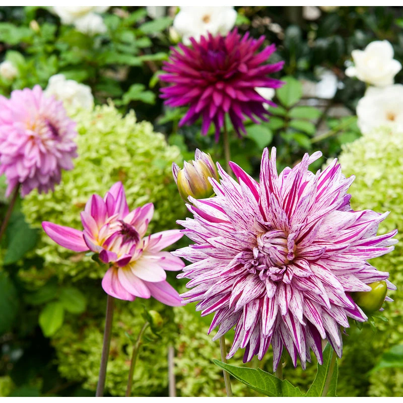 Dahlia Decorative Purple Blend (Pack Of 3) 1 Dahlia Decorative Purple Blend (Pack Of 3)