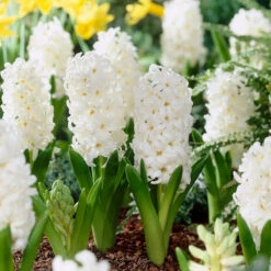 Bee Bulb Collection - White (Pack Of 50) -Garden Supplies Sales Store Hyacinth Carnegie