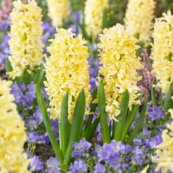 Bee Bulb Collection - Yellow (Pack Of 50) -Garden Supplies Sales Store Hyacinthus Gipsy Princess