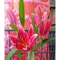 Lilium Oriental Stargazer (Pack Of 2)