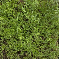 Peaceful Valley Dryland Erosion Fire Recovery Mix Nitrocoated (lb) -Garden Supplies Sales Store MG 1112 web