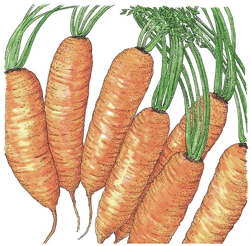 Little Finger Carrot Seeds (Organic) 2 Little Finger Carrot Seeds (Organic) - Image 2