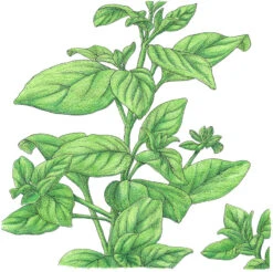 Organic Marjoram -Garden Supplies Sales Store SNV8094 a