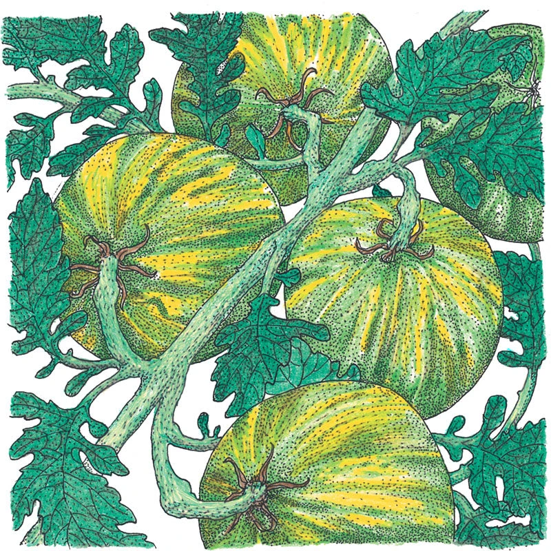 Green Zebra Tomato Seeds (Organic) 2 Green Zebra Tomato Seeds (Organic) - Image 2