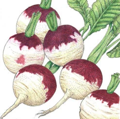 Purple Top White Globe Turnip Seeds (Organic) -Garden Supplies Sales Store SNV8200 a
