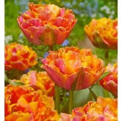 "Royal Centennial" Double Late Peony Tulip Bulbs (Pack Of 6)