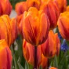 "Princess Irene" Rembrandt Tulip Bulbs (Pack Of 8)