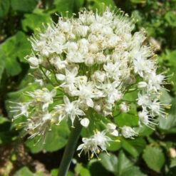 Organic Chives, Garlic -Garden Supplies Sales Store allium tuberosum 1