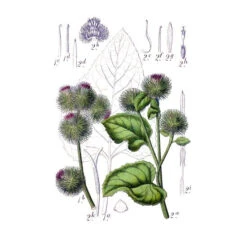 Strictly Medicinal Organic Burdock, Gobo -Garden Supplies Sales Store arctium nemorusum web