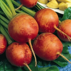 Golden Detroit Beet Seeds (Organic) -Garden Supplies Sales Store beet golden 1