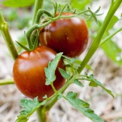 Black Prince Tomato Seeds (Organic) -Garden Supplies Sales Store black prince 1