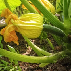 Black Beauty Summer Squash Seeds (Organic) 5 Black Beauty Summer Squash Seeds (Organic) -Garden Supplies Sales Store black beauty 1