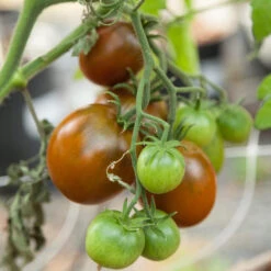 Black Prince Tomato Seeds (Organic) -Garden Supplies Sales Store black prince 3 17