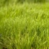 Blando Brome Grass Seed (lb)