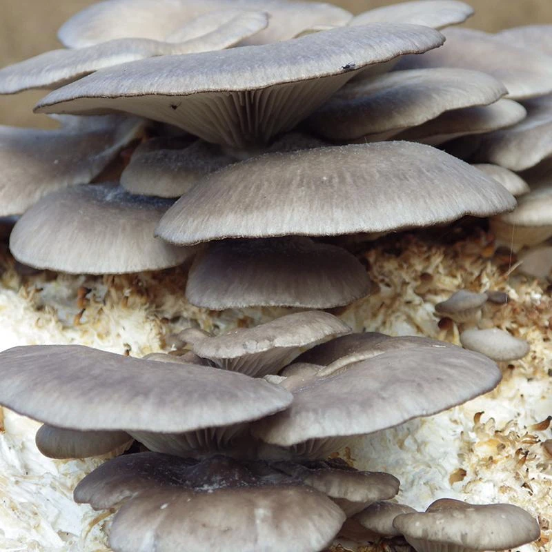 Blue Oyster Mushroom Kit 1 Blue Oyster Mushroom Kit