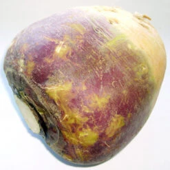 Joan Rutabaga Seeds (Organic) -Garden Supplies Sales Store brassica napus subsp rapifera