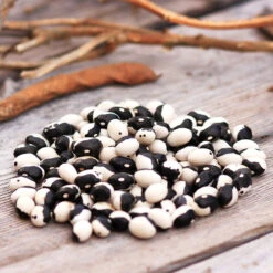 Orca Bush Bean Seeds (Organic) -Garden Supplies Sales Store calypso dry bean web