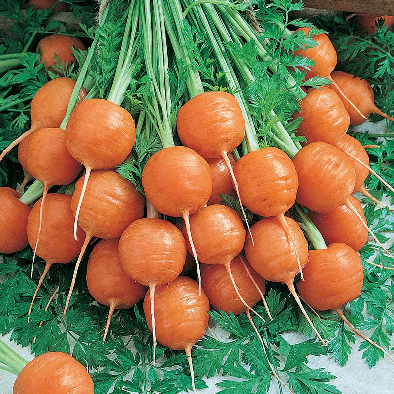 Parisian Carrot Seeds (Organic) 3 Parisian Carrot Seeds (Organic) - Image 3