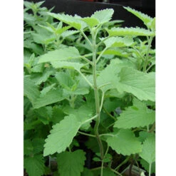 Organic Catnip 5 Organic Catnip -Garden Supplies Sales Store catnip web