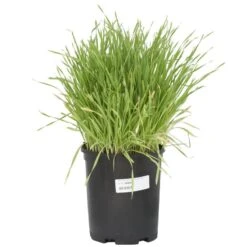 Cereal Rye Seed (Cold Hardy) (lb)