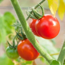 Chadwick Cherry Tomato Seeds (Organic) -Garden Supplies Sales Store chadwick 2 11