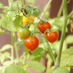Chadwick Cherry Tomato Seeds (Organic) -Garden Supplies Sales Store chadwick cherry 1
