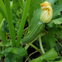 Cocozelle Summer Squash Seeds (Organic) 7 Cocozelle Summer Squash Seeds (Organic) -Garden Supplies Sales Store cocozelle web