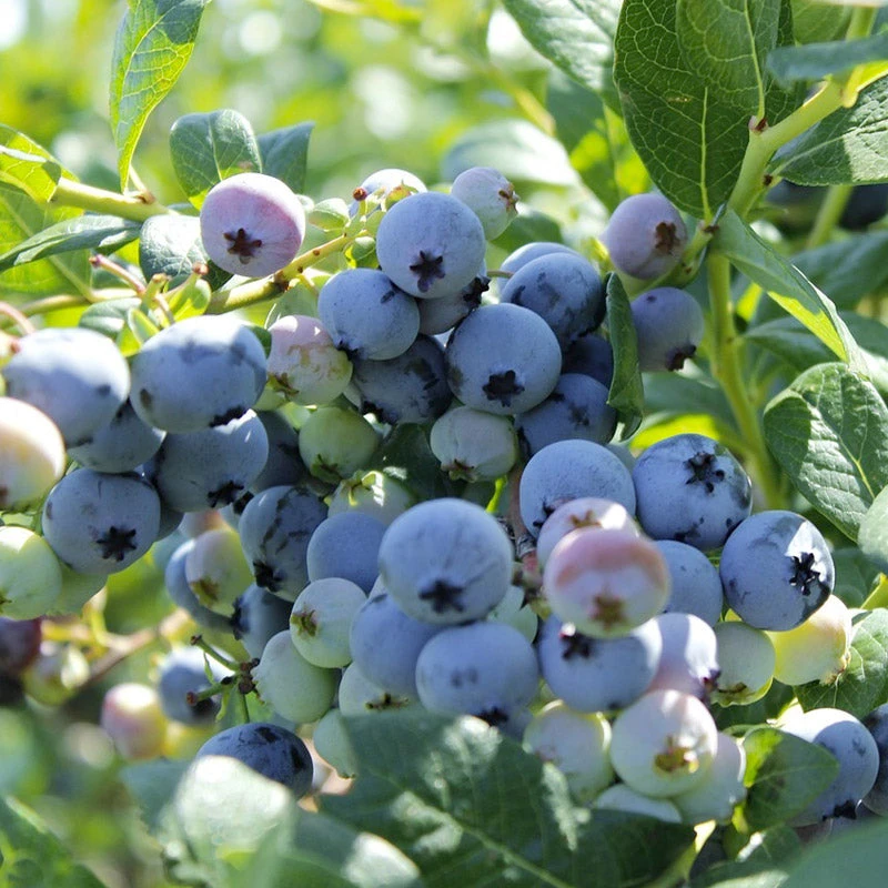 Organic Blueberry Colibri (Ea) 1 Organic Blueberry Colibri (Ea)