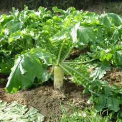 Daikon Radish Seeds (Organic) -Garden Supplies Sales Store daikon web