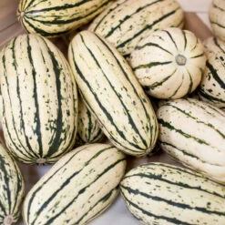 Organic Squash, Winter Delicata (1 Oz) -Garden Supplies Sales Store delicata a