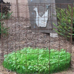 Peaceful Valley Omega-3 Chicken Forage Blend For Irrigated Land - Nitrocoated Seed (lb) -Garden Supplies Sales Store dsc 0751