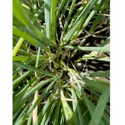 Egyptian Walking Onion (2 Oz) -Garden Supplies Sales Store egyptian walking onion topview
